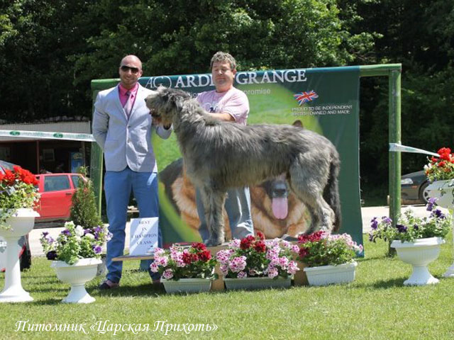 Irish Wolfhound. Kennel Tsarskaja Prihot