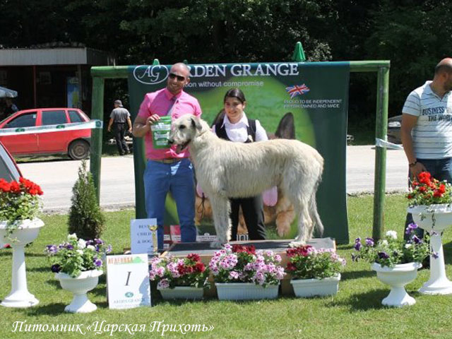 Irish Wolfhound. Kennel Tsarskaja Prihot