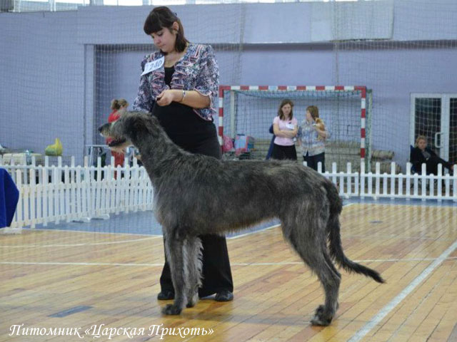 Irish Wolfhound. Kennel Tsarskaja Prihot