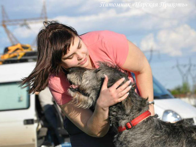 Irish Wolfhound. Kennel Tsarskaja Prihot