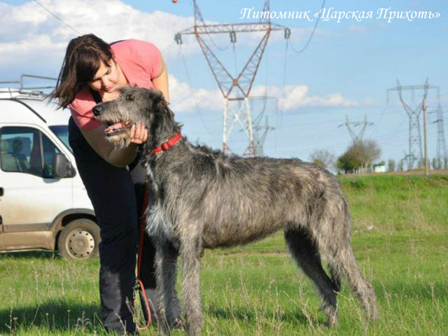 Irish Wolfhound. Kennel Tsarskaja Prihot