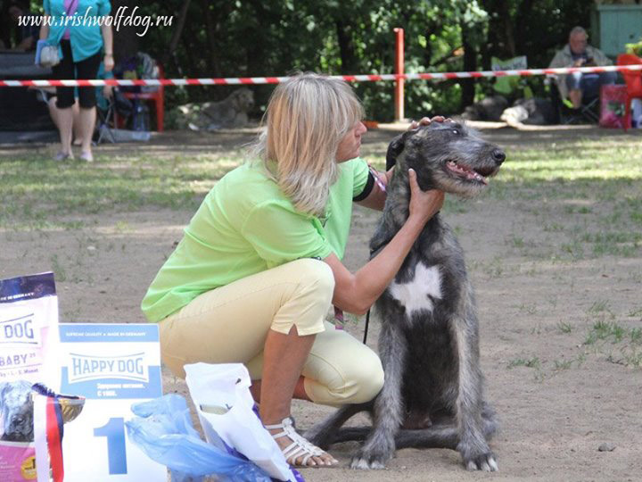 Ирландский волкодав. Питомник Царская Прихоть