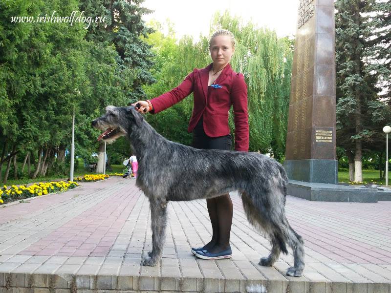 Ирландский волкодав. Питомник 