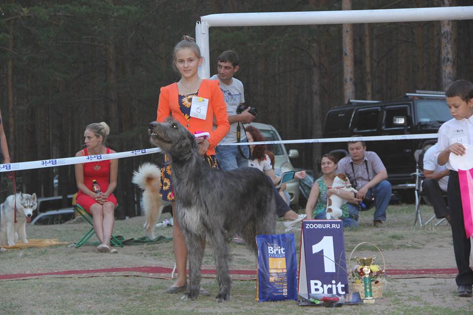 Ирландский волкодав. Питомник 