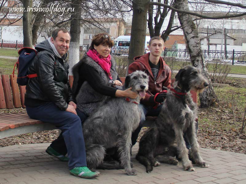 Ирландский волкодав