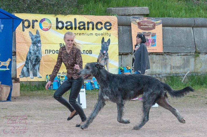 Ирландский волкодав