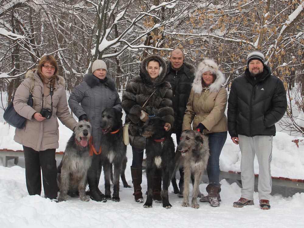 Ирландский волкодав. Питомник 