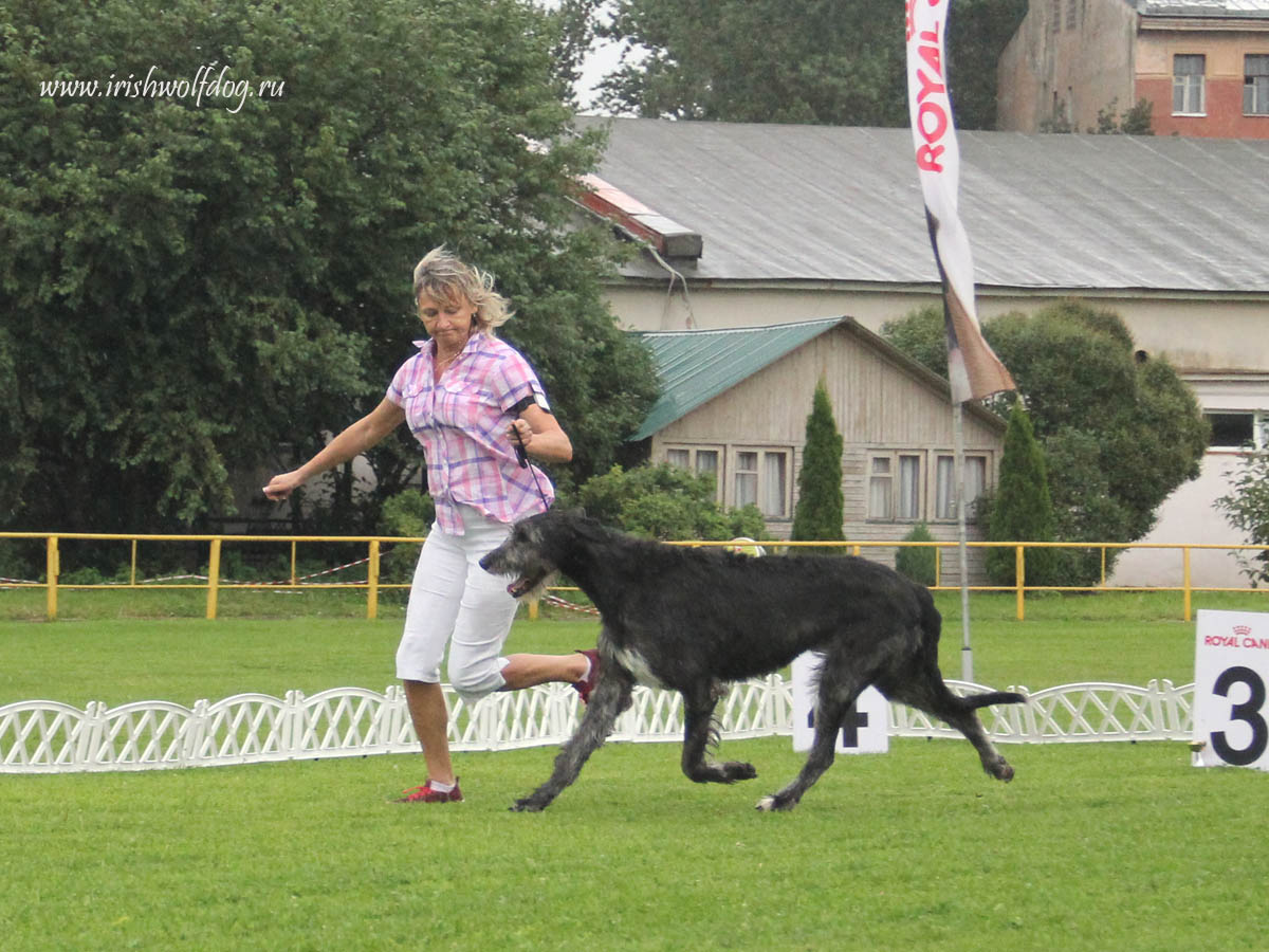 Ирландский волкодав. Питомник 