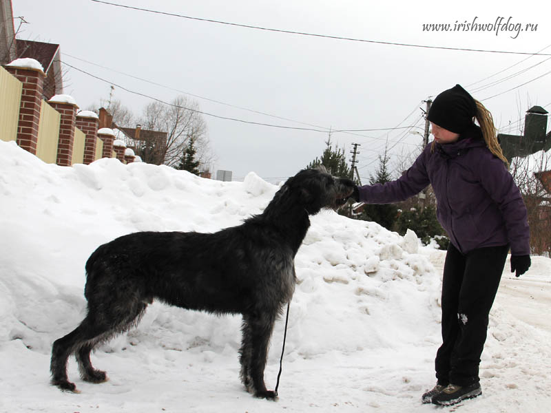 Irish Wolfhound. Kennel Tsarskaja Prihot