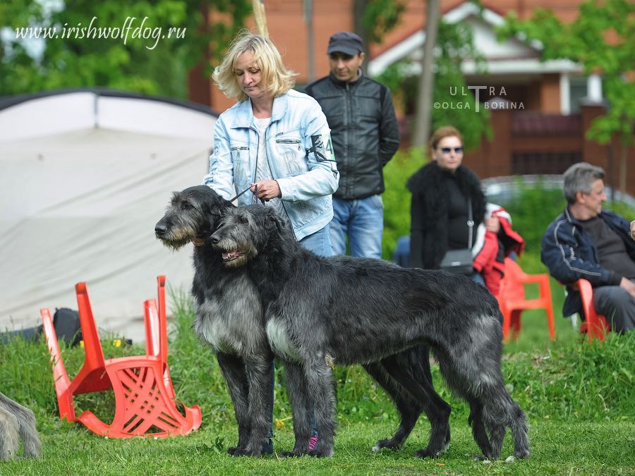 Irish Wolfhound. Kennel Tsarskaja Prihot