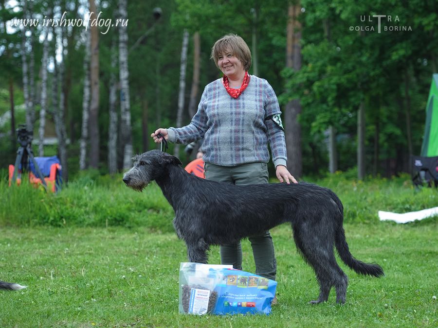 Irish Wolfhound. Kennel Tsarskaja Prihot