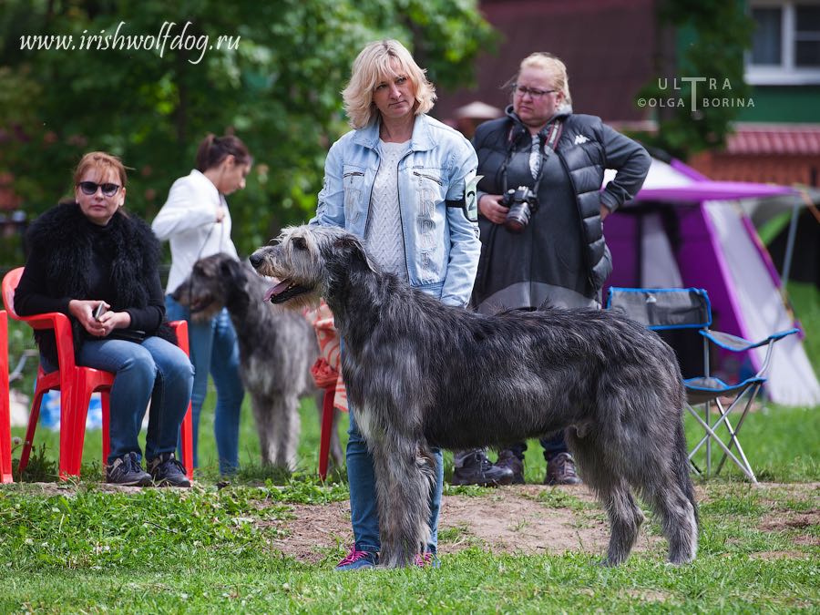 Irish Wolfhound. Kennel Tsarskaja Prihot