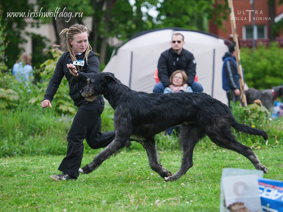 Irish Wolfhound. Kennel Tsarskaja Prihot