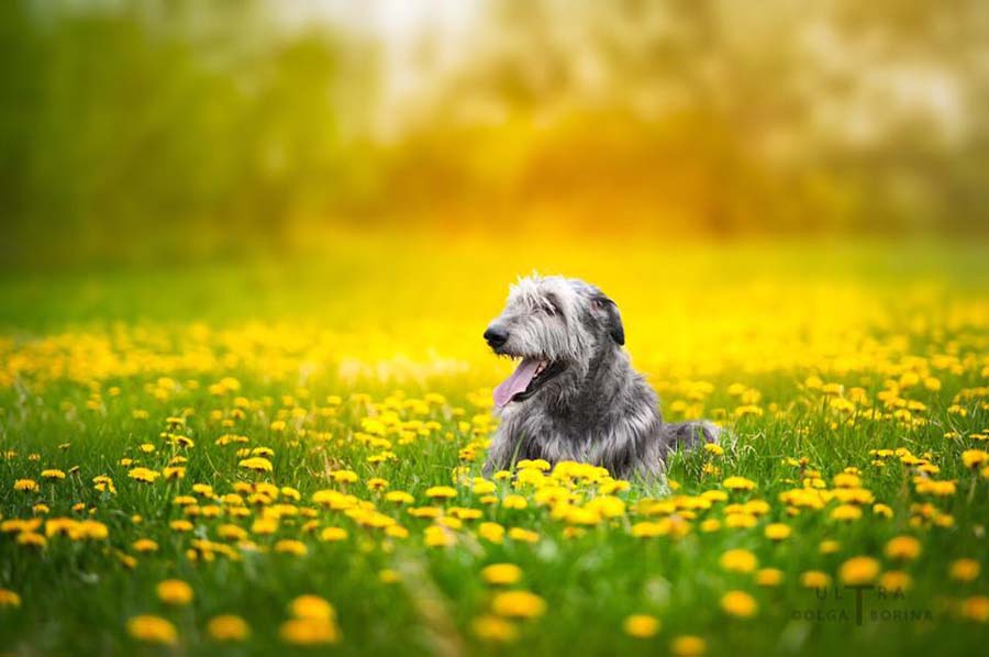 Irish Wolfhound. Kennel Tsarskaja Prihot