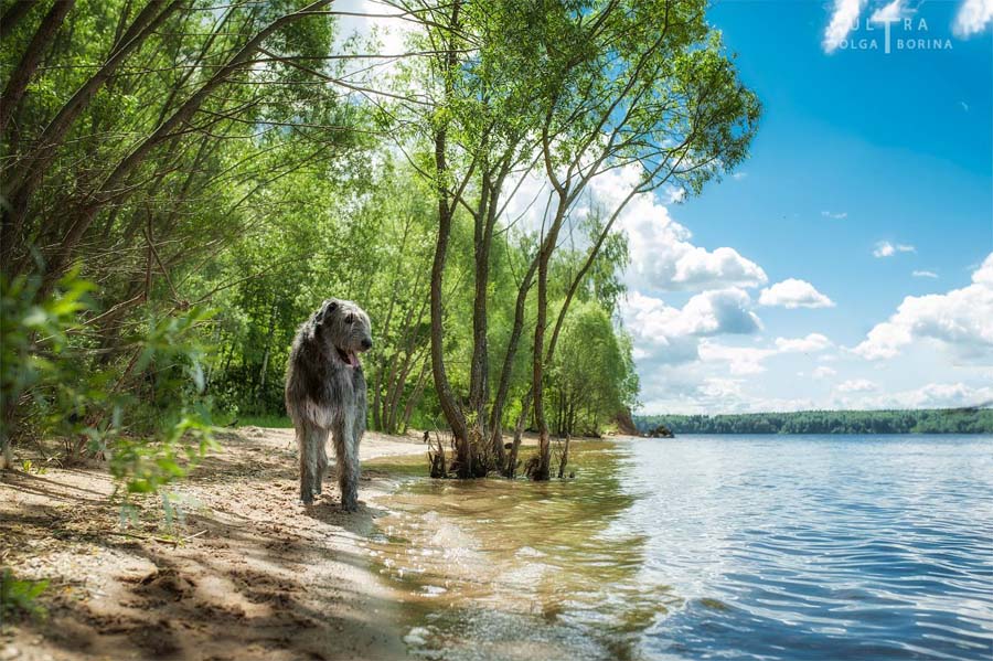 Irish Wolfhound. Kennel Tsarskaja Prihot