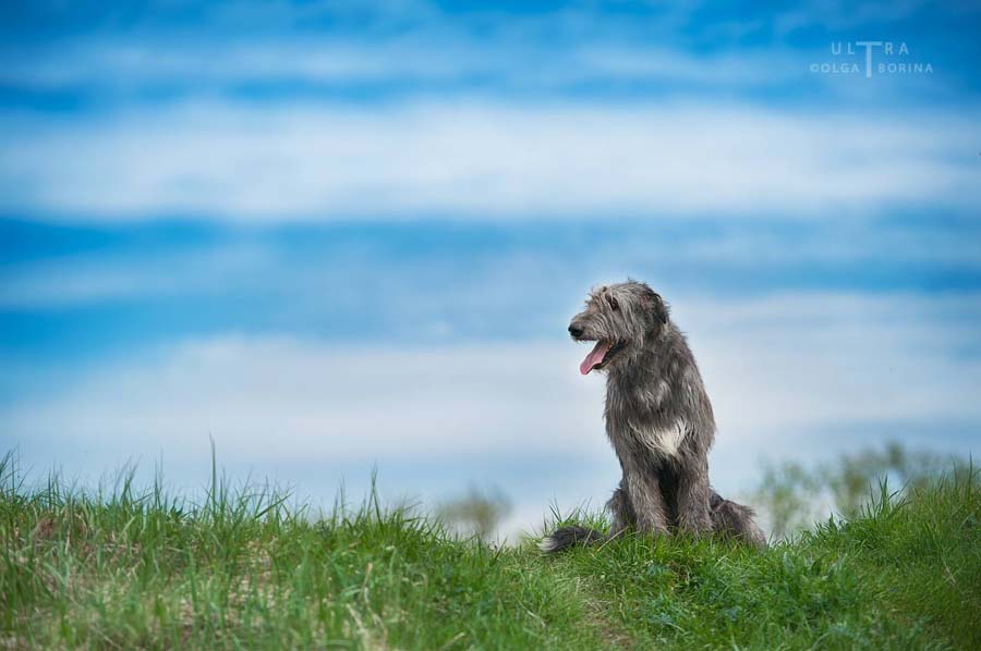 Irish Wolfhound. Kennel Tsarskaja Prihot