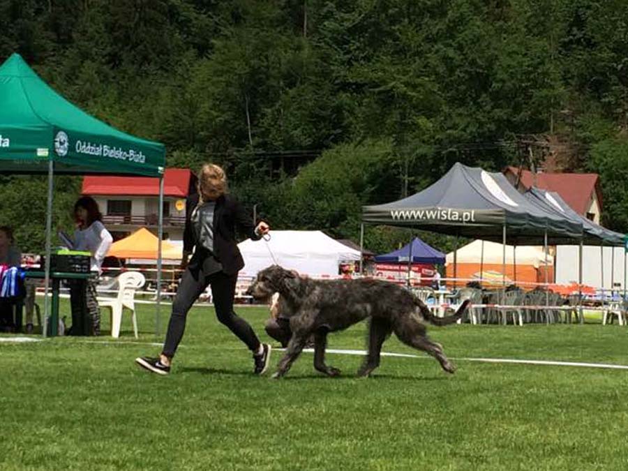 Irish Wolfhound. Kennel Tsarskaja Prihot