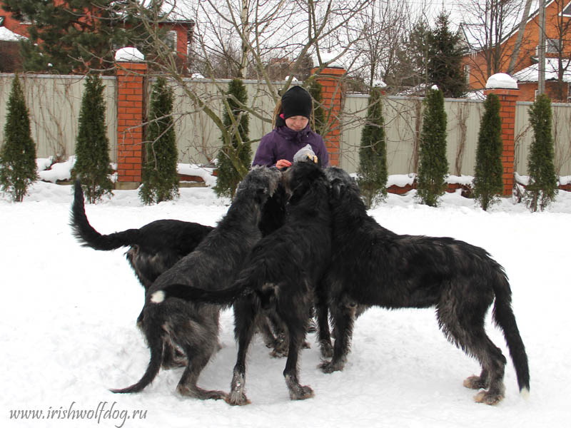 Irish Wolfhound. Kennel Tsarskaja Prihot