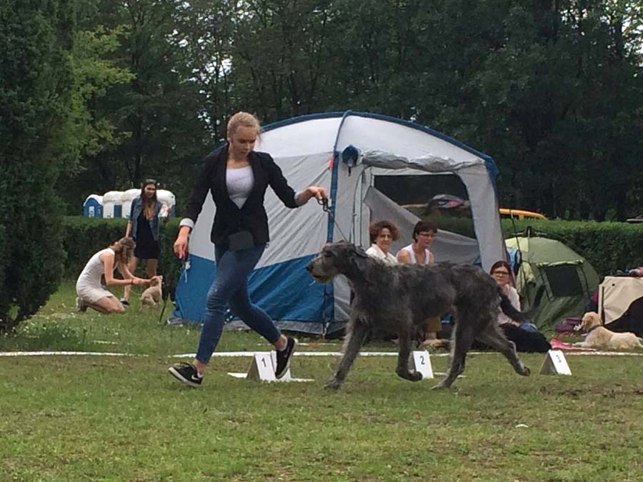 Irish Wolfhound. Kennel Tsarskaja Prihot