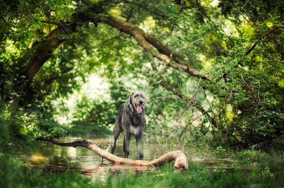 Irish Wolfhound. Kennel Tsarskaja Prihot