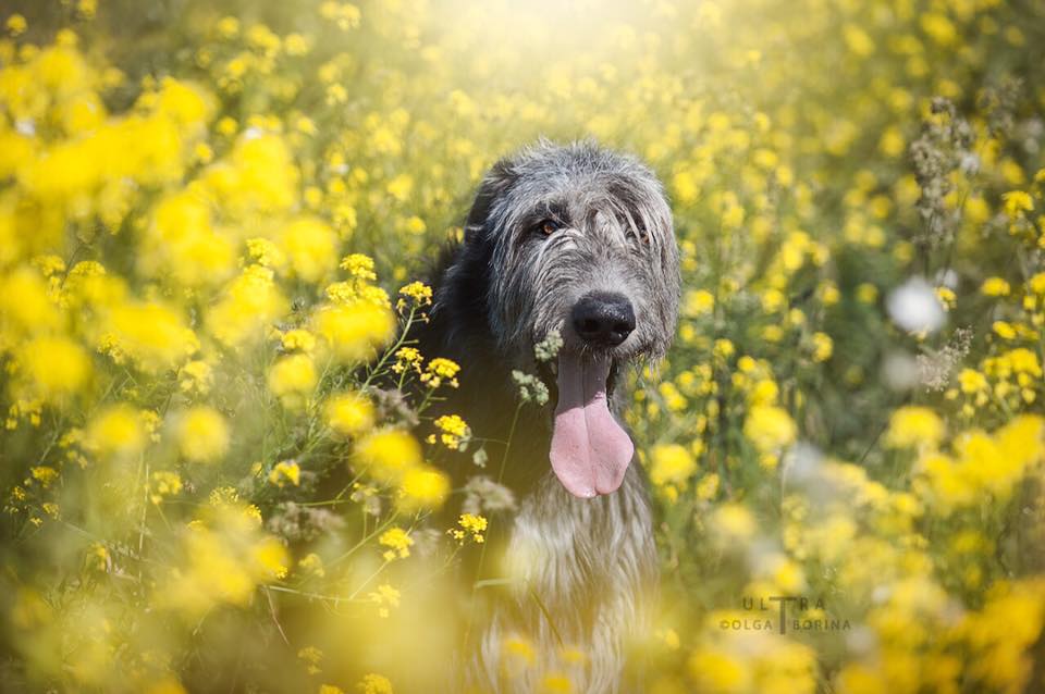 Irish Wolfhound. Kennel Tsarskaja Prihot