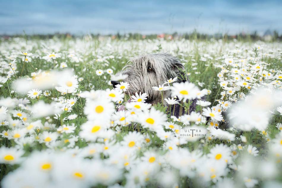 Irish Wolfhound. Kennel Tsarskaja Prihot