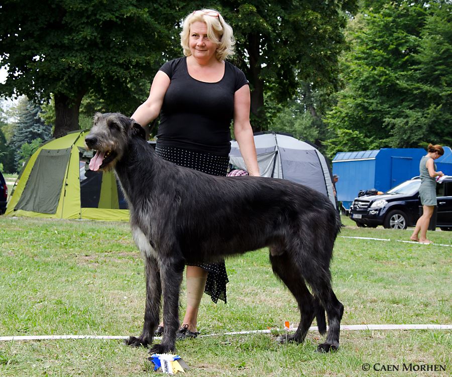 Irish Wolfhound. Kennel Tsarskaja Prihot