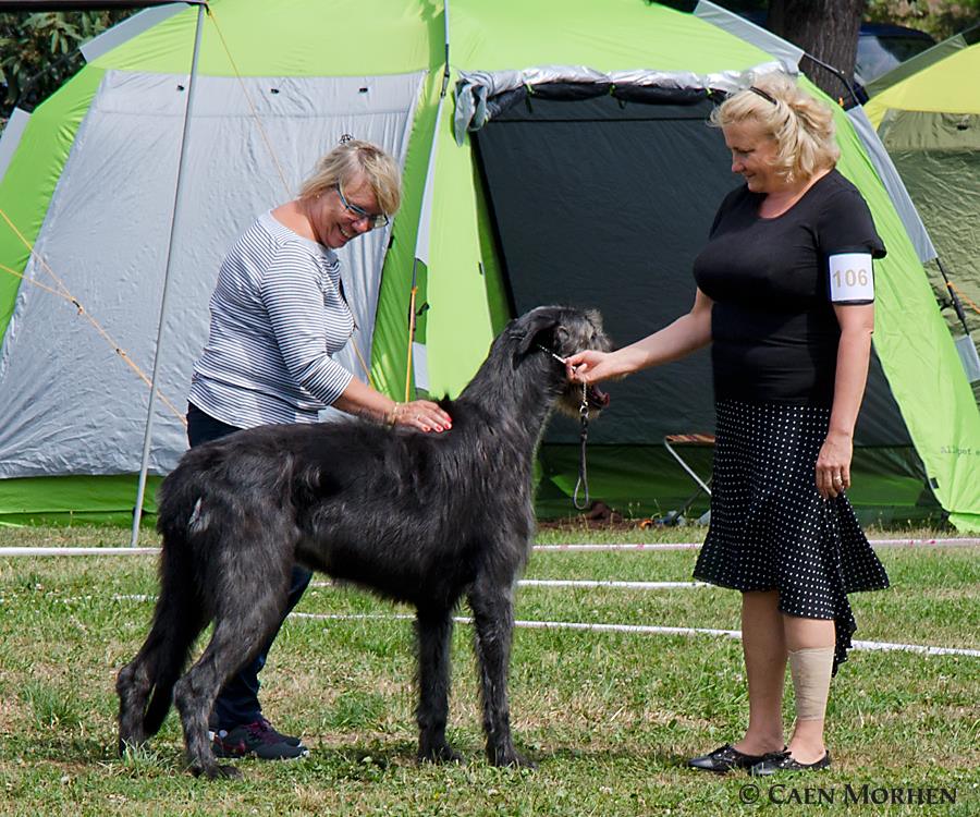 Irish Wolfhound. Kennel Tsarskaja Prihot