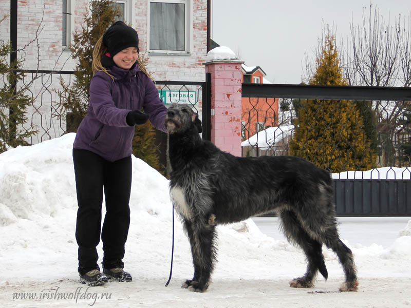 Irish Wolfhound. Kennel Tsarskaja Prihot