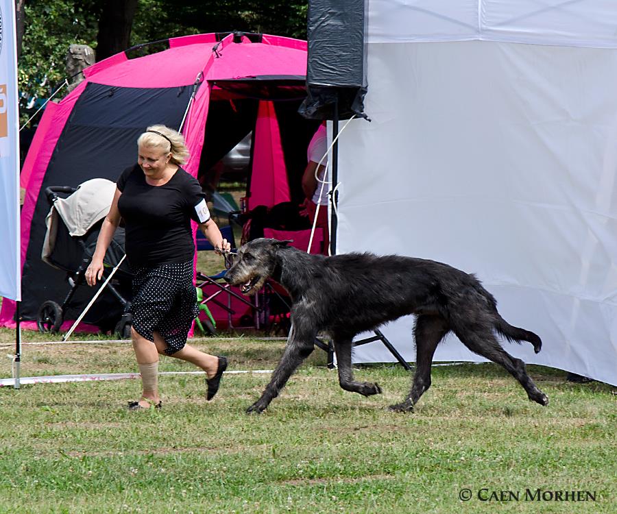 Irish Wolfhound. Kennel Tsarskaja Prihot