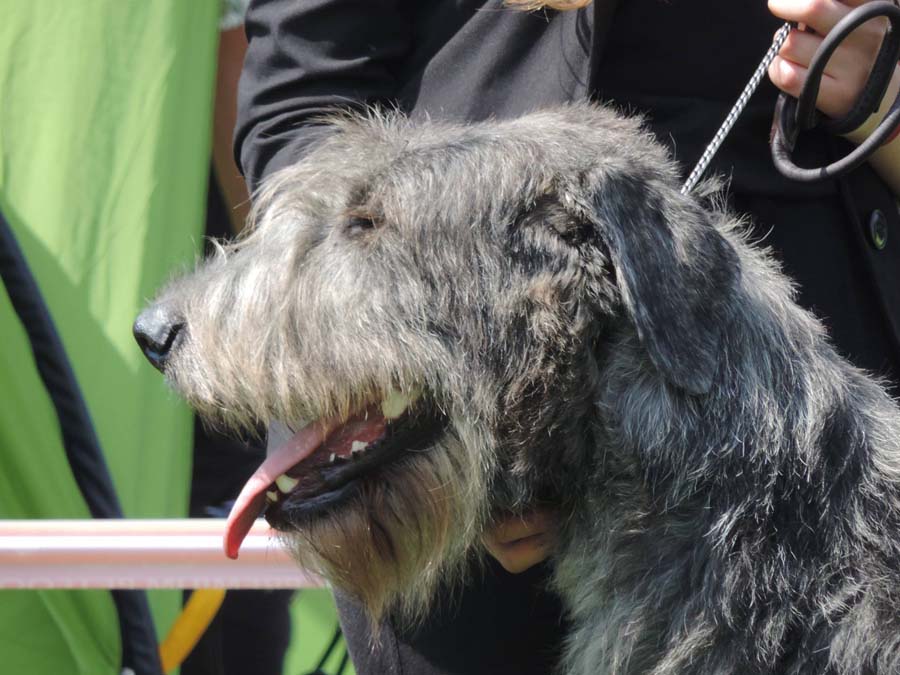 Ирландский волкодав. Питомник Царская Прихоть Irish Wolfhound. Kennel Tsarskaja Prihot