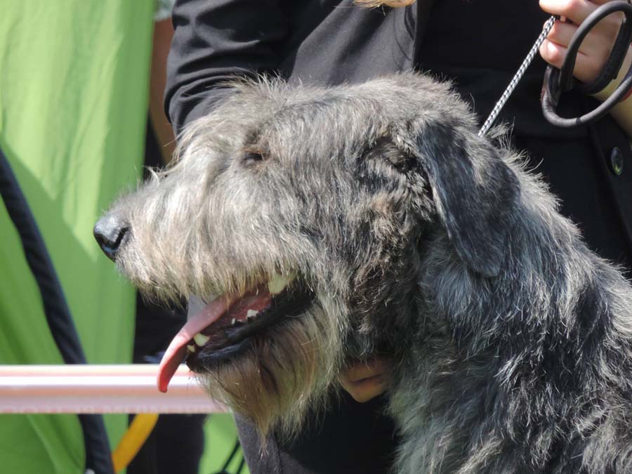 Irish Wolfhound. Kennel Tsarskaja Prihot