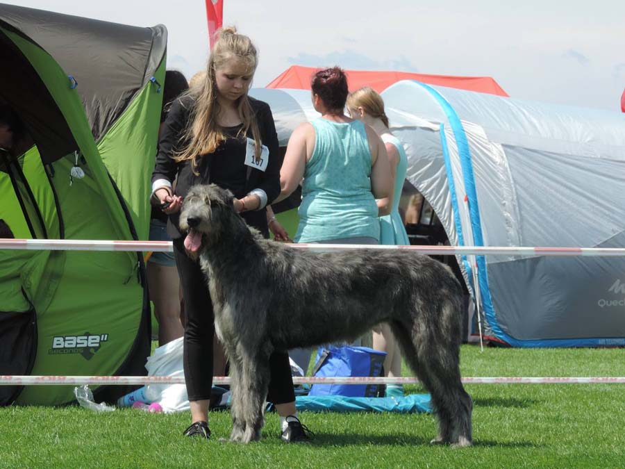 Irish Wolfhound. Kennel Tsarskaja Prihot