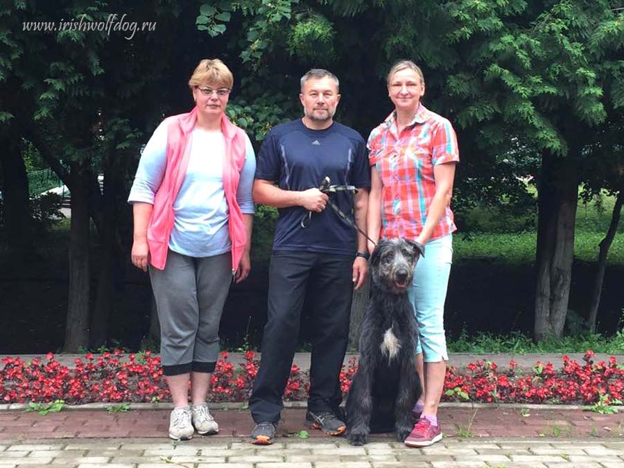 Irish Wolfhound. Kennel Tsarskaja Prihot