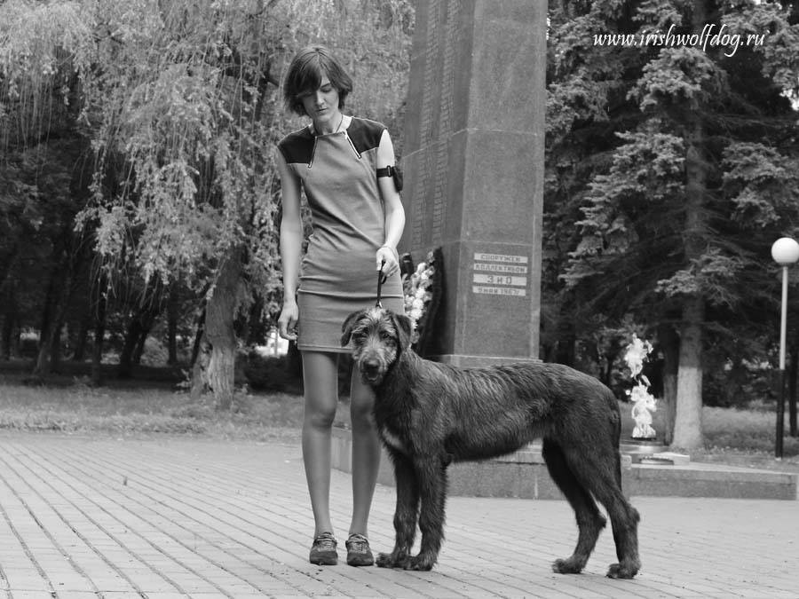 Irish Wolfhound. Kennel Tsarskaja Prihot