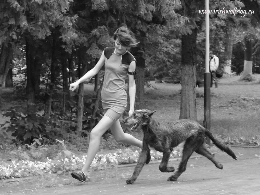 Irish Wolfhound. Kennel Tsarskaja Prihot