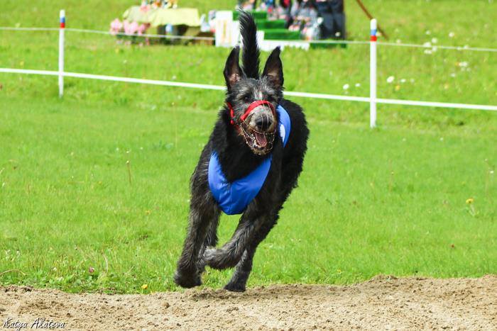 Ирландский волкодав. Питомник Царская Прихоть Irish Wolfhound. Kennel Tsarskaja Prihot
