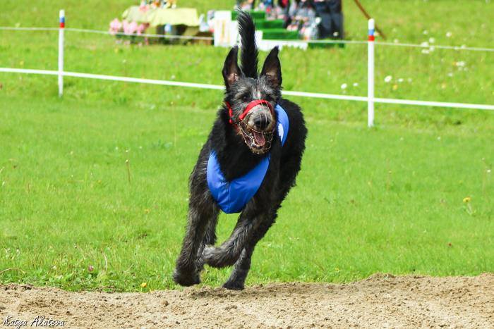 Irish Wolfhound. Kennel Tsarskaja Prihot