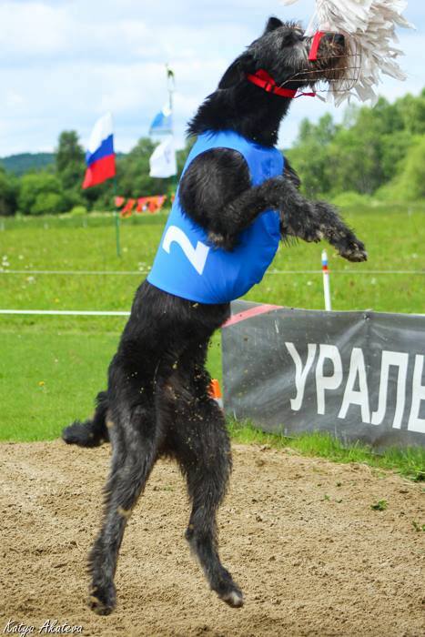 Irish Wolfhound. Kennel Tsarskaja Prihot