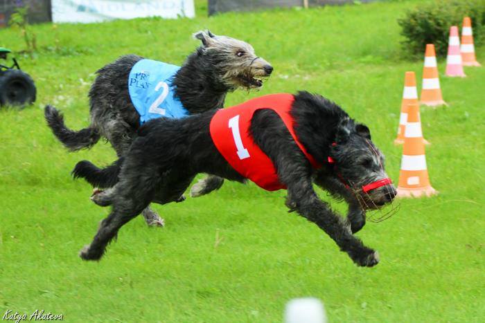 Ирландский волкодав. Питомник Царская Прихоть Irish Wolfhound. Kennel Tsarskaja Prihot