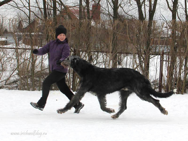 Irish Wolfhound. Kennel Tsarskaja Prihot