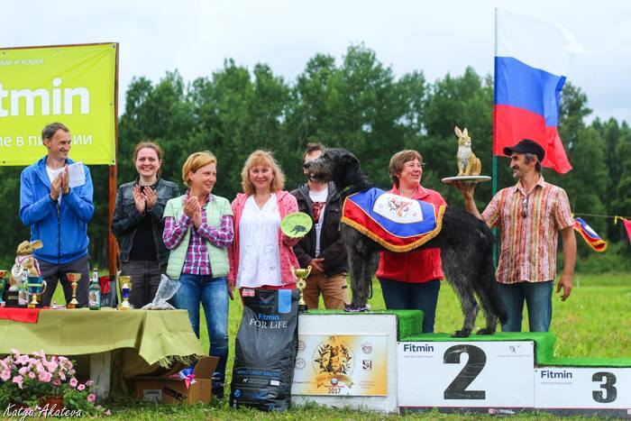 Irish Wolfhound. Kennel Tsarskaja Prihot