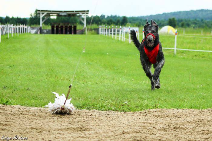 Ирландский волкодав. Питомник Царская Прихоть Irish Wolfhound. Kennel Tsarskaja Prihot