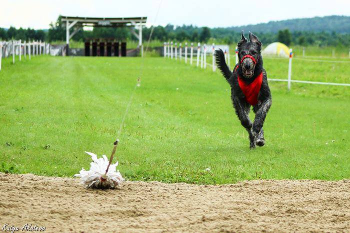 Irish Wolfhound. Kennel Tsarskaja Prihot