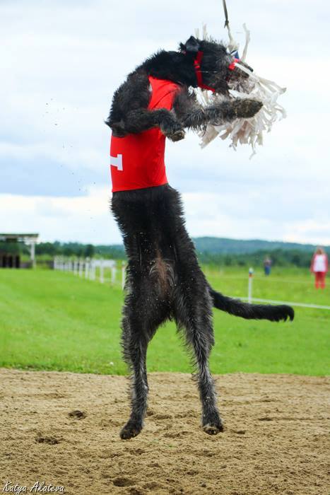 Ирландский волкодав. Питомник Царская Прихоть Irish Wolfhound. Kennel Tsarskaja Prihot