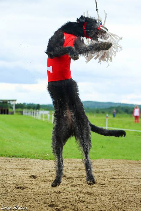 Irish Wolfhound. Kennel Tsarskaja Prihot