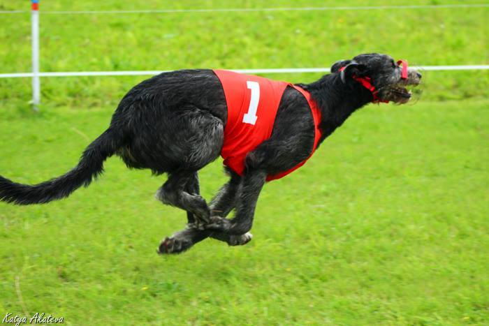 Irish Wolfhound. Kennel Tsarskaja Prihot