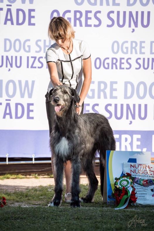 Irish Wolfhound. Kennel Tsarskaja Prihot