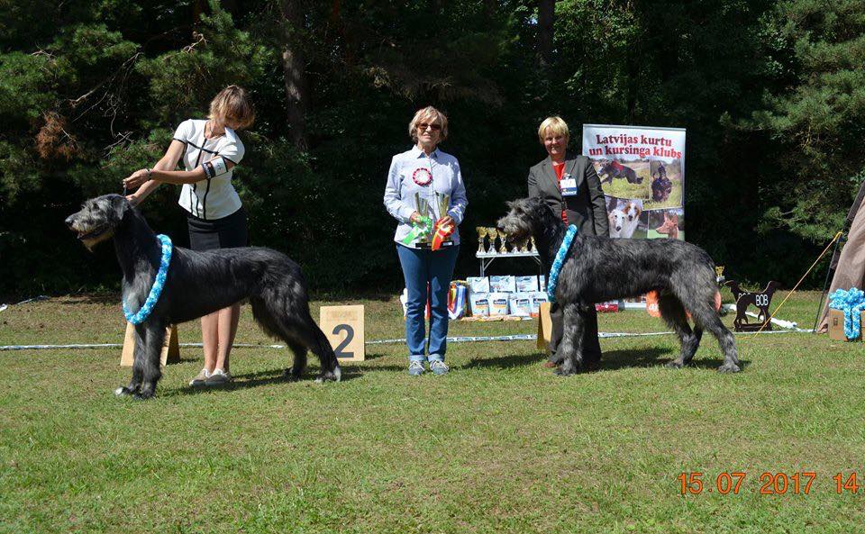 Irish Wolfhound. Kennel Tsarskaja Prihot