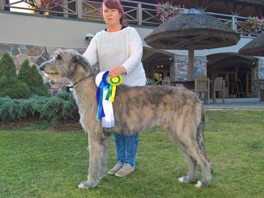 Ирландский волкодав. Питомник Царская Прихоть Irish Wolfhound. Kennel Tsarskaja Prihot